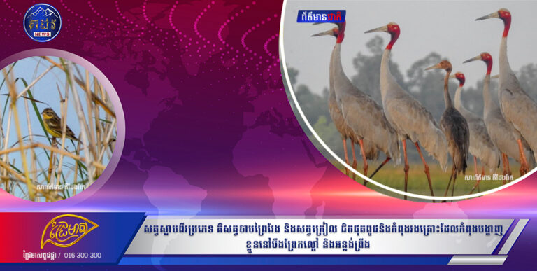 សត្វស្លាបពីរប្រភេទ គឺសត្វចាបព្រៃវែង និងសត្វក្រៀល ជិតផុតពូជនិងកំពុងរងគ្រោះដែលកំពុងបង្ហាញខ្លួននៅបឹងព្រែកល្ពៅ និងអន្លង់ព្រីង