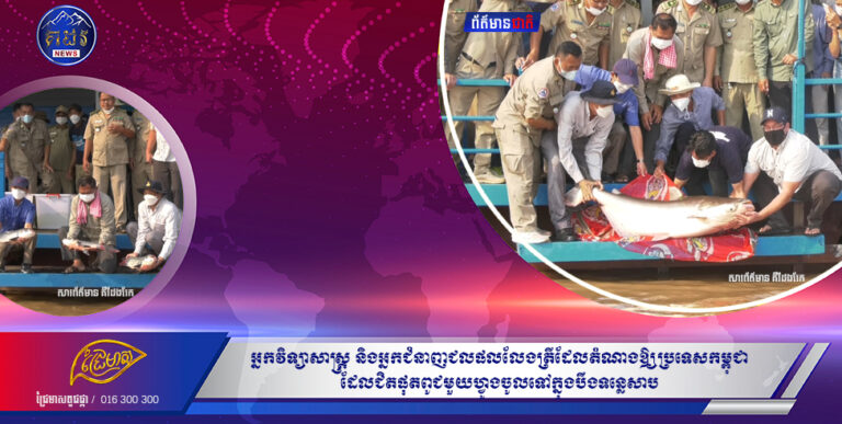 អ្នកវិទ្យាសាស្ត្រ និងអ្នកជំនាញជលផលលែងត្រីដែលតំណាងឱ្យប្រទេសកម្ពុជា ដែលជិតផុតពូជមួយហ្វូងចូលទៅក្នុងបឹងទន្លេសាប
