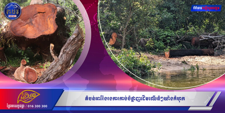 តំបន់អារ៉ែងរងការកាប់បំផ្លាញដើមឈើធំៗយ៉ាងគំហុក