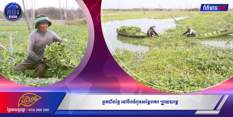 អ្នកដាំបន្លែនៅបឹងទំពុន សម្តែងការព្រួយបារម្ភ