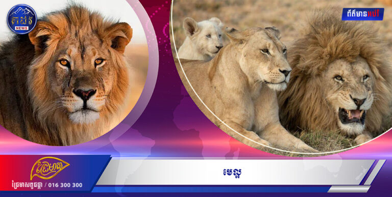 រឿង មេល្អ