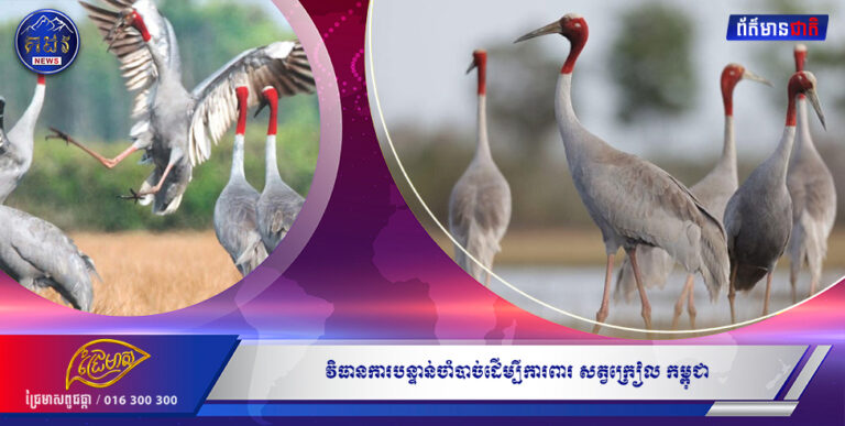 វិធានការបន្ទាន់ចាំបាច់ដើម្បី ការពារសត្វក្រៀលកម្ពុជា