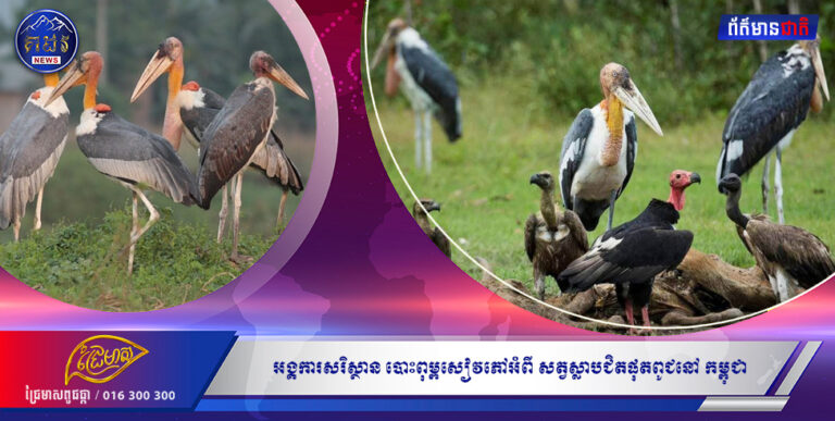 អង្គការបរិស្ថានបោះពុម្ពសៀវភៅអំពីសត្វស្លាបជិត ផុតពូជ នៅ កម្ពុជា