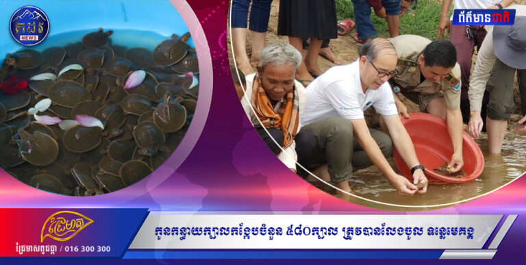 កូនកន្ធាយក្បាលកង្កែបចំនួន ៥៨០ក្បាល