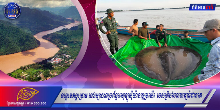 ទន្លេមេគង្គក្រោម នៅរក្សាបានប្រព័ន្ធអេកូឡូស៊ីយ៉ាងល្អប្រសើរ ជាទីសុខសាន្តជាងគេរបស់ត្រីបបែលយក្សធំជាងគេ លើពិភពលោក