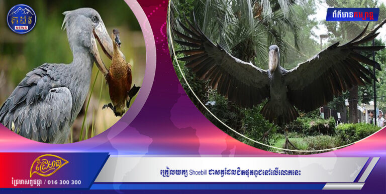 ក្រៀលយក្ស Shoebill ជាសត្វដែលជិតផុតពូជនៅលើលោកនេះ