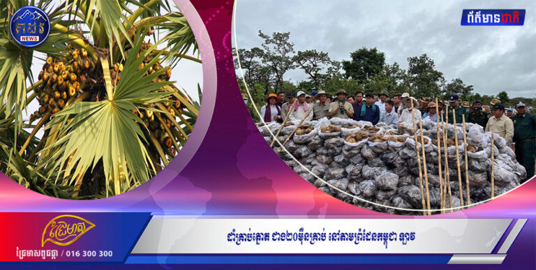 ដាំគ្រាប់ត្នោត ជាង២០ម៉ឺនគ្រាប់ នៅតាមព្រំដែនកម្ពុជា ឡាវ