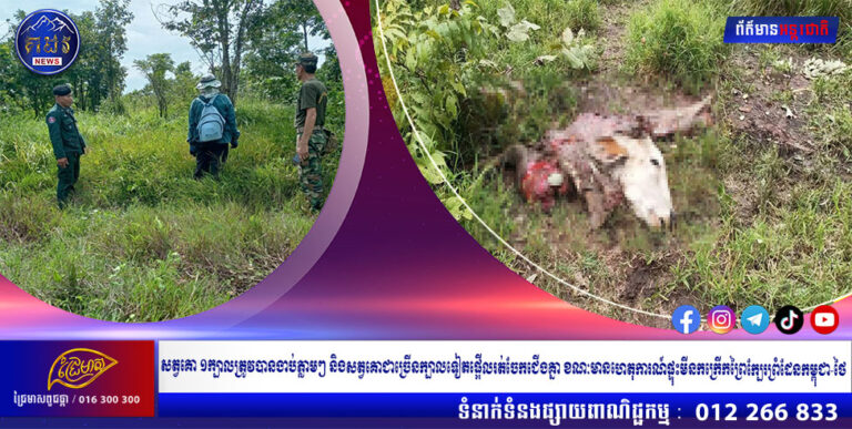 សត្វគោ ១ក្បាលត្រូវបានងាប់ភ្លាមៗ និងសត្វគោជាច្រើនក្បាលទៀតផ្អើលរត់ចែកជើងគ្នា ខណៈមានហេតុការណ៍ផ្ទុះមីនកក្រើកព្រៃក្បែរព្រំដែនកម្ពុជា-ថៃ