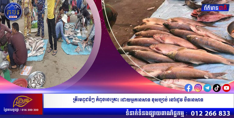 ត្រីមេពូជធំៗ កំពុងរងគ្រោះ ដោយអ្នកនេសាទ ខុសច្បាប់ នៅរដូវ បិទនេសាទ