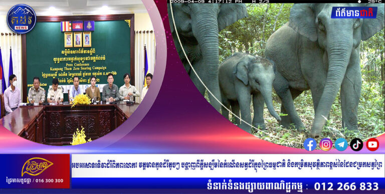 អបអរសាទរទិវាដំរីពិភពលោក៖ វត្តមានកូនដំរីតូចៗ បង្ហាញពីក្តីសង្ឃឹមនៃកំណើនសត្វដំរីក្នុងព្រៃធម្មជាតិ និងកម្រិតសុវត្ថិភាពខ្ពស់នៃដែនជម្រកសត្វព្រៃ