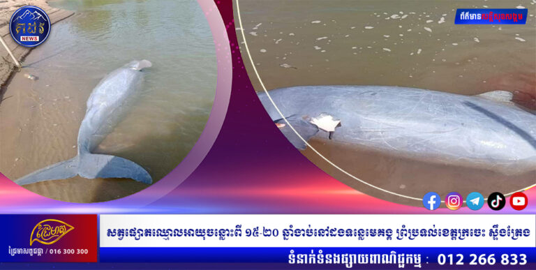 សត្វផ្សោតឈ្មោលអាយុចន្លោះពី ១៥-២០ ឆ្នាំ ងាប់នៅដងទន្លេមេគង្គ ព្រំប្រទល់ខេត្តក្រចេះ ស្ទឹងត្រែង