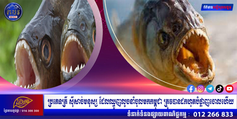 ប្រភេទត្រី ស៊ីសាច់មនុស្ស ដែលឈ្មួញលួចនាំចូលមកកម្ពុជា ត្រូវបានដកហូតបំផ្លាញចោលហើយ