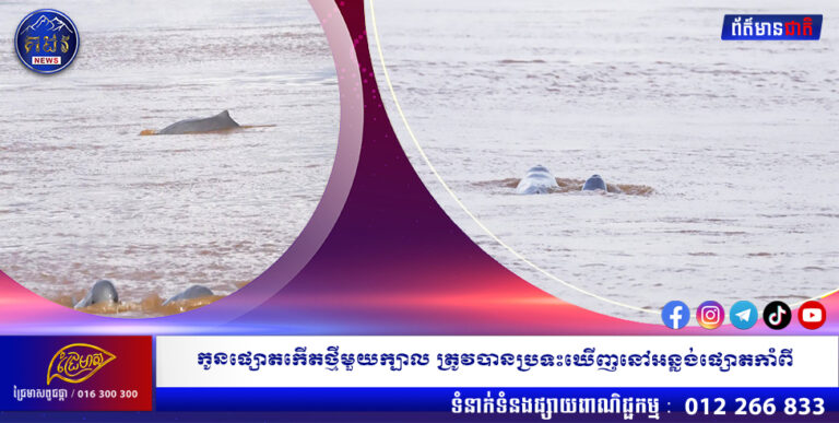 កូនផ្សោតកើតថ្មីមួយក្បាល ត្រូវបានប្រទះឃើញនៅអន្លង់ផ្សោតកាំពី