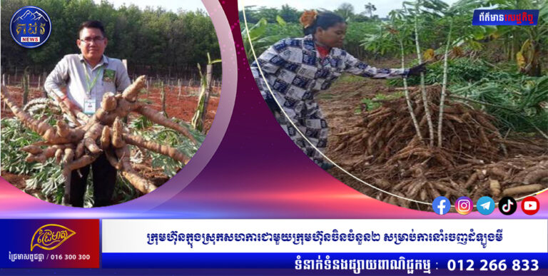 ក្រុមហ៊ុនក្នុងស្រុកសហការជាមួយក្រុមហ៊ុនចិនចំនួន២ សម្រាប់ការនាំចេញដំឡូងមី
