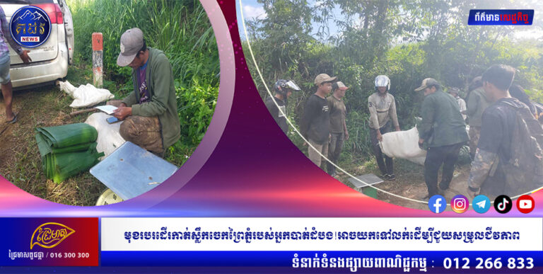 មុខរបរដើរកាត់ស្លឹកចេកព្រៃភ្នំរបស់អ្នកបាត់ដំបង!អាចយកទៅលក់ដើម្បីជួយសម្រួលជីវភាព