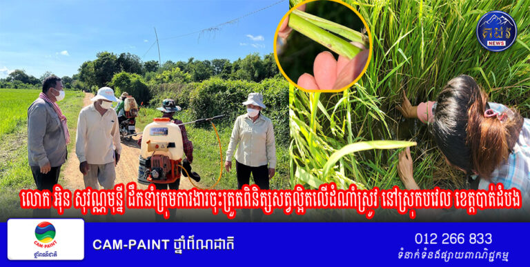 អនុប្រធានមន្ទីរកសិកម្មខេត្តបាត់ដំបង លោក អ៊ិន សុវណ្ណមុន្នី ដឹកនាំក្រុមការងារចុះត្រួតពិនិត្សសត្វល្អិតលើដំណាំស្រូវ នៅស្រុកបវេល ខេត្តបាត់ដំបង