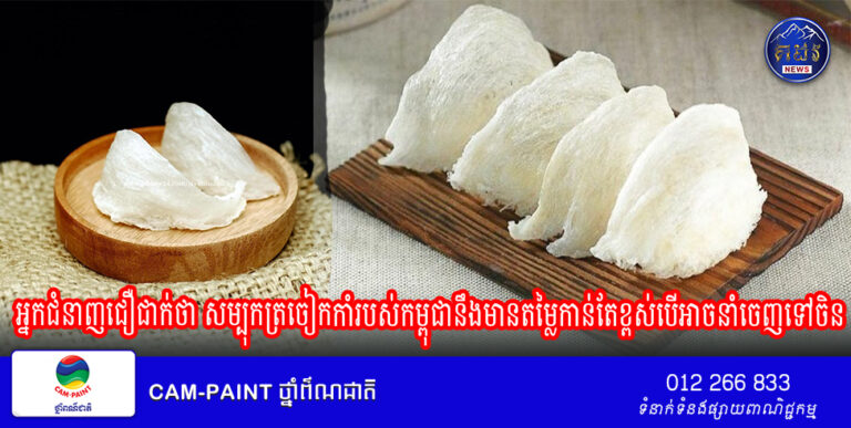 អ្នកជំនាញជឿជាក់ថា សម្បុកត្រចៀកកាំរបស់កម្ពុជានឹងមានតម្លៃកាន់តែខ្ពស់បើអាចនាំចេញទៅចិន