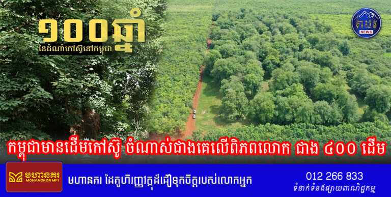 កម្ពុជាមានដើមកៅស៊ូ ចំណាស់ជាងគេលើពិភពលោក ជាង ៤០០ ដើម